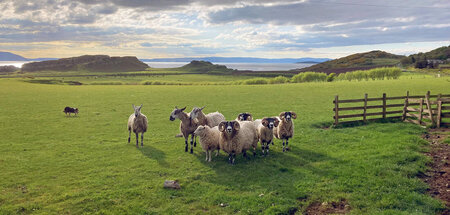 Wolle auf Wiese: »Unterwegs in Schottland«