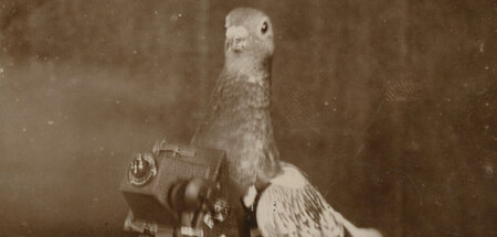 Eine stolze Fotografin: H. Kirchhoff, »Brieftaube mit Doppelspor... Eine stolze Fotografin: H. Kirchhoff, »Brieftaube mit Doppelspor...