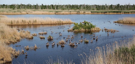 Idylle pur: Zwergschnäpper, Tüpfelsumpfhuhn und Co. im Anklamer ...