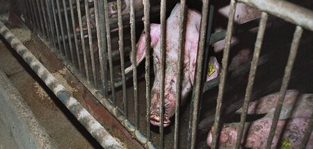 Elendes Leben hinter Gittern im Stall für Mastschweine Elendes Leben hinter Gittern im Stall für Mastschweine