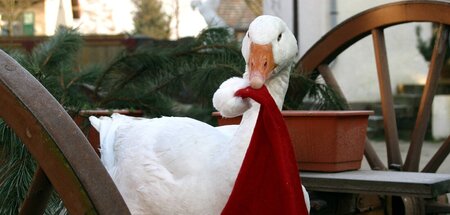 Seien Sie dabei so wachsam wie die Gans selbst zu Lebzeiten Seien Sie dabei so wachsam wie die Gans selbst zu Lebzeiten