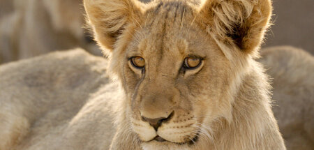 Auch der Löwe gehört zu den bedrohten Tierarten Afrikas: »Wildka...
