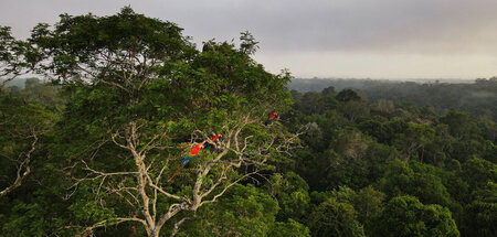 Die »grüne Lunge« der Welt: Aras im Amazonas im gleichnamigen br