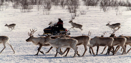 Kultur und Wirtschaft der Sámi sind durch geopolitische Konflikt...