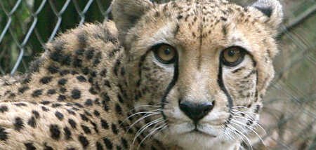 Darf übersiedeln: Gepard (Acinonyx jubatus)