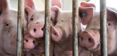 Kein Wohlfühlort: Metallene Ställe für Mastschweine (Böhmenkirch...