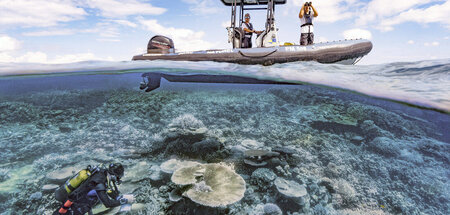 Bedrohtes Biotop im Pazifik: »Die Wächter des Great Barrier Reef...