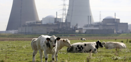 Nukleare Idylle: Atomkraftwerk als Hintergrundkulisse für grasen...