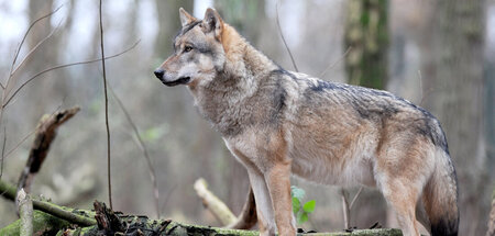 Keine Gnade für Dolly: Grauwolf