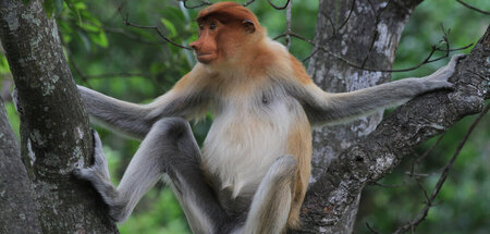 Nasenaffen beeindrucken Weibchen mit langem Zinken und tiefer St...