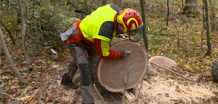 Qualitätsprüfung am Baumstamm – »Der Förster und seine besten St...