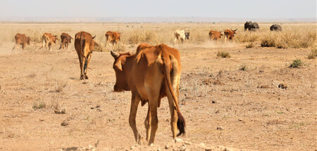Vieh und Elefanten auf der Suche nach Weideland im Amboseli-Nati