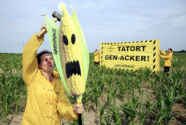 Kritik am Anbau von Genfood – für den Raiffeisenverband ein Zeic...