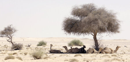 Kamele suchen in der Mittagshitze Schutz vor der sengenden Sonne...