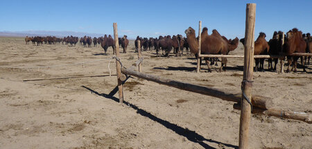 Jenseits urbaner ­Zentren: Kamele werden in der Mongolei eher in...