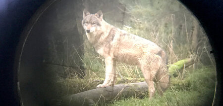 Meister Isegrim: Jäger haben ihn im Blick, wollen ihn »dezimiere...