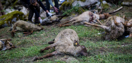Ohne Chance: Ungeschützte Schafsherde nach Wolfsattacke (Bad Wil...