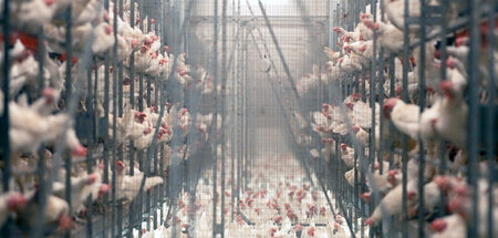 Industrialisierte Fleischproduktion: »Tierleid vom Fließband« Industrialisierte Fleischproduktion: »Tierleid vom Fließband«