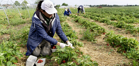 Ernten keinen Lohn: Viele Arbeiter, die zur Erdbeersaison in die... Ernten keinen Lohn: Viele Arbeiter, die zur Erdbeersaison in die...