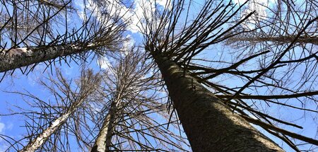 Luftig wird das Blätterdach: Abgestorbene Fichten in einem Bergw... Luftig wird das Blätterdach: Abgestorbene Fichten in einem Bergw...