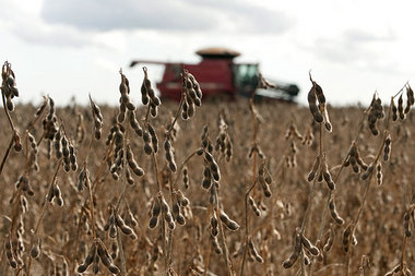 Monokultur: Sojaernte auf einer Plantage in Mato Grosso
