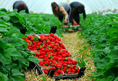 Bis zu 300 000 polnische Helfer werden pro Jahr in Deutschland e...