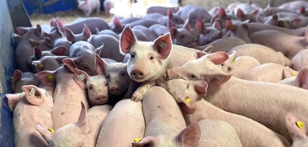 Wieviel Platz braucht ein Schwein?