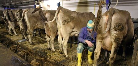 Ökolandwirte gelten als krisenfest – dennoch geben viele von ihn... Ökolandwirte gelten als krisenfest – dennoch geben viele von ihn...