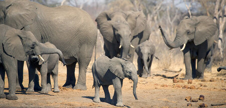 Acht Liter und mehr passen in einen Elefantenrüssel: »Kielings w...