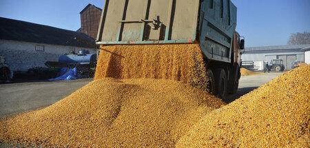 Wegen der ukrainischen Dumpingpreise haben sich die Weizenpreise...