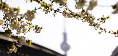 »Frühling, du lieblicher. / Du richtest den Kopf hoch. / Davon i...