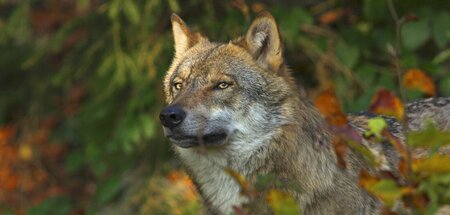 Europäischer Grauwolf: Blickt der Todesgefahr tief ins Auge (Bay...