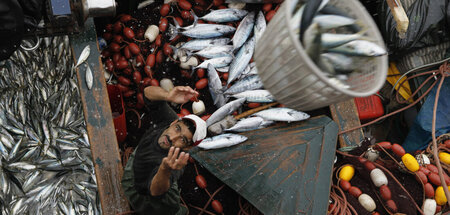 Ohne die Gewässer der Westsahara hätten auch marokkanische Fisch...