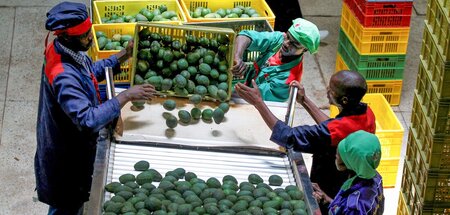 In einem Großhandel werden Avocados für den Export sortiert (Nai...