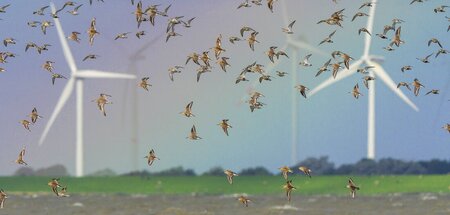 Viele Vögel fallen Rotorblättern zum Opfer Viele Vögel fallen Rotorblättern zum Opfer