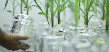 Gentechnisch veränderte Maispflanzen in einer Phytokammer im Ins...