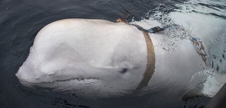 Der Beluga auf Asylsuche in der norwegischen Fischereiaufsichtss...