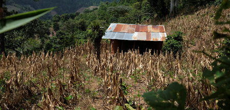 Die Ernte vertrocknet: Maisfeld im guatemaltekischen La Palmilla... Die Ernte vertrocknet: Maisfeld im guatemaltekischen La Palmilla...