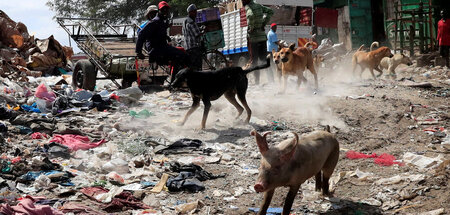 Haustiere freuen sich aufs Wühlen in frischem Müll (Nairobi, 5.6...