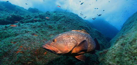 Fragile Schönheit Mittelmeer: Das Gebiet um Port-Cros verzeichne...