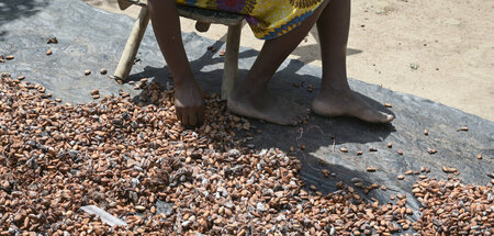 Kakaobohnen zum Trocknen ausgelegt (Côte d’Ivoire)