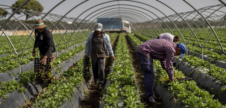 Saisonarbeiter pflanzen Erdbeeren auf einem Bauernhof in Almonte...
