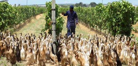 Entenpatrouille frißt Schädlinge aus dem Weinberg, Stellenbosch,...