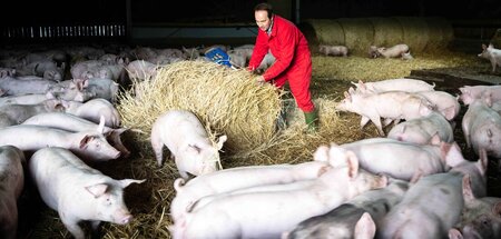 Düstere Aussicht: Schweinezüchter stehen vielerorts kurz vor der...