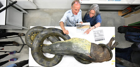 Mitarbeiter des Senckenberg-Museums restaurieren präparierte Ana...