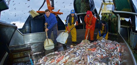 Spanische Fischer können mit der Polisario verhandeln, wenn sie ...