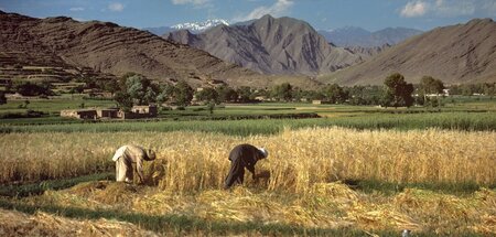 Der Anfang aller Kultur: Beim Feldbestellen (Aufnahme aus Pakist...