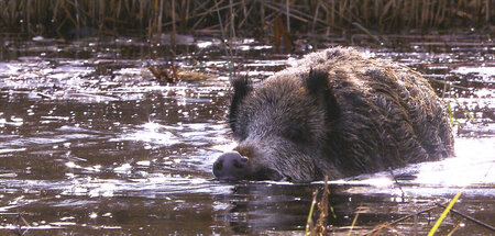 Wildschweine sind gute und ausdauernde Schwimmer – trotz ihres G...