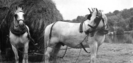 Oldschool-Sedativa: Scheuklappen