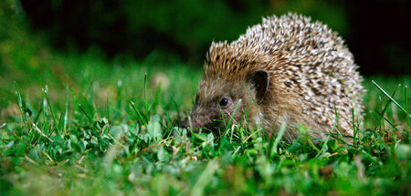 Pariser Parks sind eine Heimat für Igel, Füchse und Hasen. »Fran...